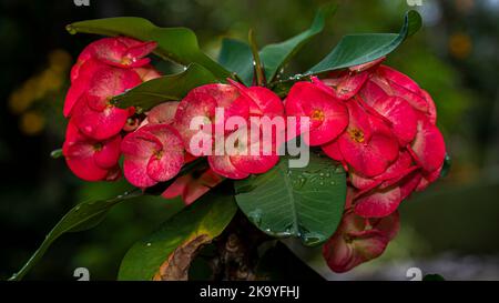 Euphorbia milii, the crown of thorns, Christ plant, or Christ thorn flower Stock Photo