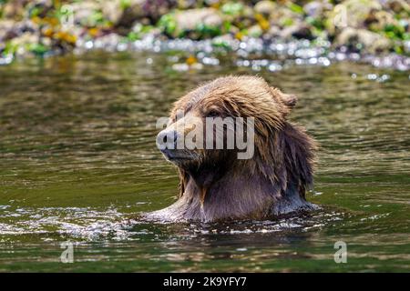 Grizzly bear mom enjoying a bath on a hot summer day along the low tideline in Knight Inlet, First Nations Territory, Traditional Territories of the K Stock Photo