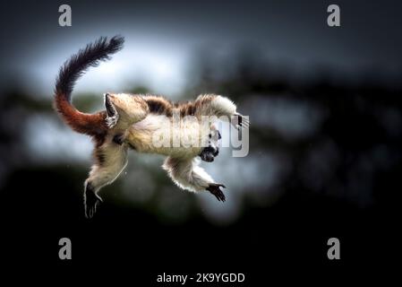 Geoffroy's tamarin jumping, also known as the Panamanian, red-crested or rufous-naped tamarin monkey Stock Photo