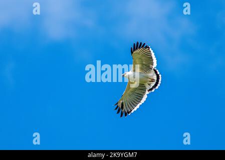 White hawk in flight blue sky background BIF Stock Photo