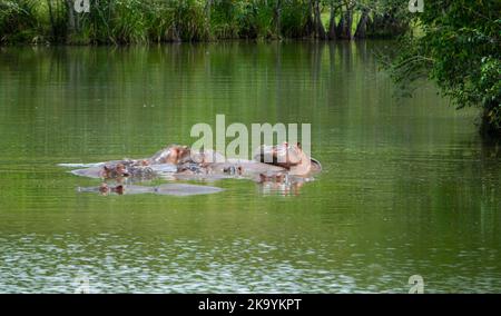 Herd of Hippopotamuses in Colombia, these animals were introduced in the '70s by Pablo Escobar Stock Photo
