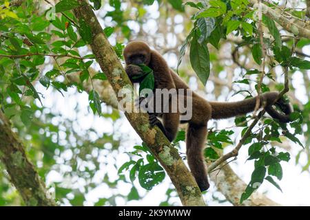 Common Woolly Monkey or Brown or Humboldt's woolly monkey (Lagothrix lagothricha) from South America in Colombia, Ecuador, Peru, Bolivia, Brazil and V Stock Photo