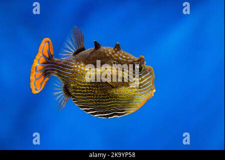 View of Diodon or Porcupinefishes. Balloonfishes in an aquarium, close-up photo. Stock Photo