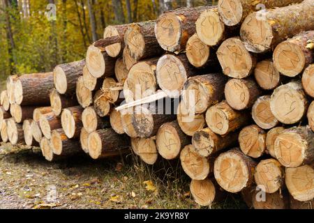 Numbered log trunks stacked in the forest. Logging. Stock Photo