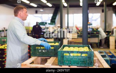 Man arranges boxes with apples after packaging at apples factory Stock Photo