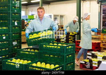Man arranges boxes with apples at factory Stock Photo