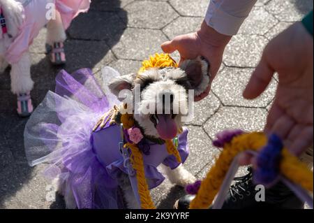 New York, USA. 30th Oct, 2022. People and pets attend the Dog Day Halloween Parade and Costume Contest in Washington Square Park on October 30, 2022 in New York, NY. (Photo by Matthew Rodier/Sipa USA) Credit: Sipa USA/Alamy Live News Stock Photo