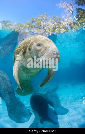 Endangered Florida Manatees, Trichechus manatus latirostris, gather at Three Sisters Spring in Crystal River, Florida, USA. The Florida Manatee is a s Stock Photo