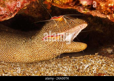 A look into the mouth of a whitemouth moray eel, Gymnothorax meleagris, that is getting inspected by two scarlet cleaner shrimp, Lysmata amboinensis, Stock Photo