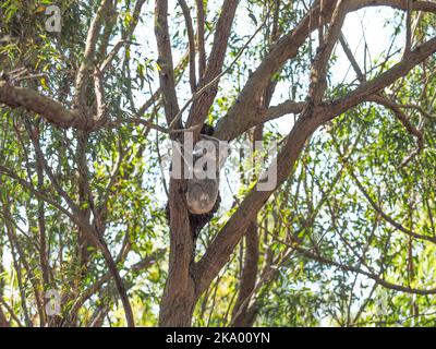 An Australian koala bear clinging to the fork of a tree. Stock Photo