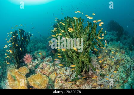 Anthias school around a colony of green tube coral, Tubastrea micrantha, Philippines. Stock Photo