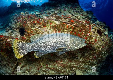 The giant grouper, Epinephelus lanceolatus, can grow to over 9 feet long and is rarely ever seen in Hawaii. Stock Photo