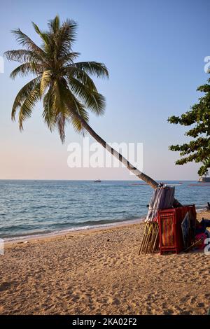 Palm Tree on the beach at Pattaya Thailand Stock Photo