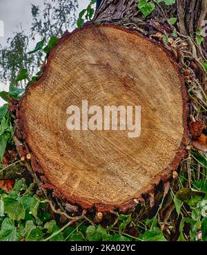 Close up of growth rings from a cut felled tree trunk Stock Photo