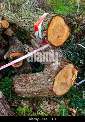 Safety warning red tape around fallen tree trunks that have bene cut Stock Photo