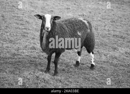 A handsome looking Zwartbles sheep in the meadow, Downham, Clitheroe, Lancashire, United Kingdom, Europe Stock Photo