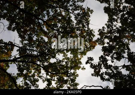 tree branches with leaves against a dusky sky Stock Photo