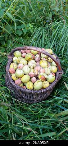 A wicker basket of fresh walnuts stands in the lush green grass. Vertical background. Stock Photo