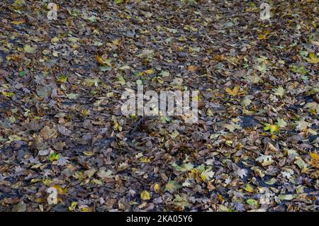 Autumn background: the ground is covered with autumn leaves Stock Photo