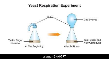 Scientific Designing of Yeast Respiration Experiment.  Colorful Symbols. Vector illustration. Stock Vector