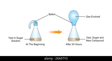 Scientific Designing of Yeast Respiration Experiment.  Colorful Symbols. Vector illustration. Stock Vector