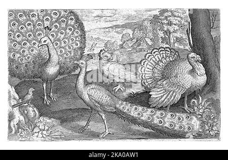 Two Peacocks and Turkey, Nicolaes de Bruyn, 1594, vintage engraving. Stock Photo