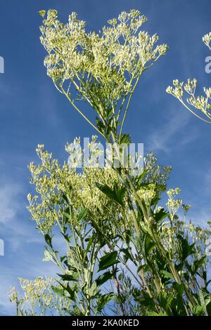 Pale Indian Plantain, Arnoglossum atriplicifolium, Prairie, Wildlife, Plant, Flowering, White, Flowers, Hardy, Flower heads Stock Photo