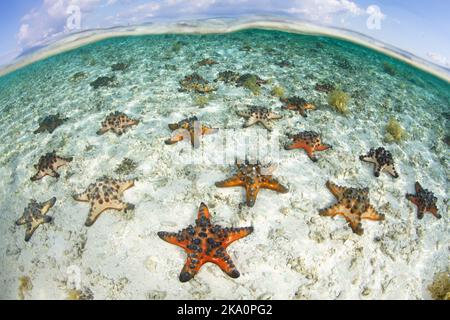 A large aggregation of Chocolate chip sea stars, Protoreaster nodosus, is found on a shallow, sandy seafloor in Indonesia. Stock Photo
