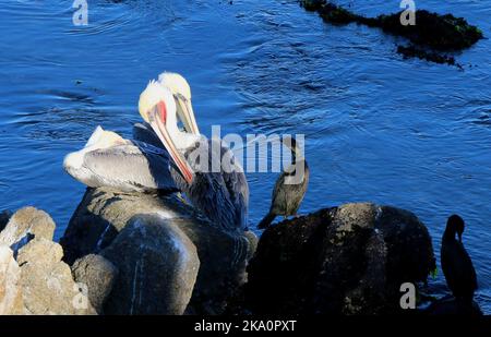 A pair of beautiful brown pelicans rest together on a rock, Monterey Bay. Stock Photo