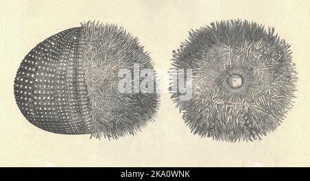 Antique engraved illustration of the common sea urchin. Vintage illustration of the European edible sea urchin. Old engraved picture. Book illustration published 1907. Echinus esculentus, the European edible sea urchin or common sea urchin, is a species of marine invertebrate in the Echinidae family. It is found in coastal areas of western Europe down to a depth of 1,200 m (3,900 ft).  It is considered 'Near threatened' in the IUCN Red List of Threatened Species. Stock Photo