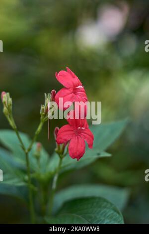 ruellia rosea flowers, also known as red ruellia, ornamental and fast growing bush like plant in the garden, selective focus with blurry background Stock Photo
