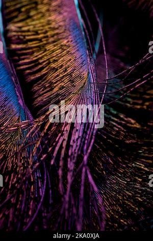 Beautiful and colorful bird feathers seamless lines abstract pattern texture design natural background, wallpaper, backdrop, image, picture, concept. Stock Photo