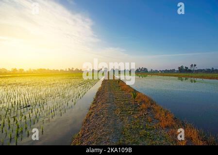 Young green paddy seed over blue sky background Stock Photo