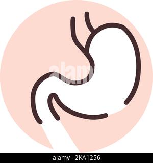Human organ stomach, illustration or icon, vector on white background. Stock Vector