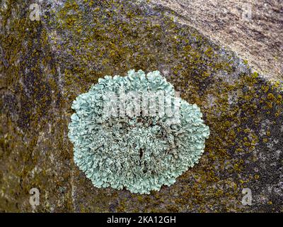 Community crustose lichen and the moss growing on stone surface Stock Photo