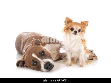 american staffordshire terrier and chihuahua in front of white background Stock Photo
