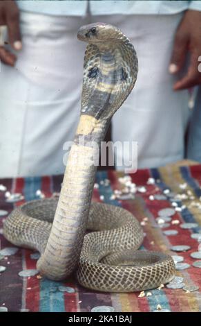 Nag Panchami Festival At Battis Shirala Village:- Shirala Village is in Sangli District of Maharashtra and is famous for Snake or Nag Worship and Display of Snakes during Nag Panchami. Nag Panchami falls on the 5th Day of Shravan Mas (July/Aug) this festival is more then 100 years old. It reflects the faith of ancestors of villagers in Lord Shiva. Stock Photo