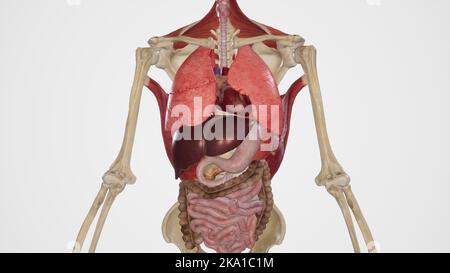 Human Internal Organs Stock Photo