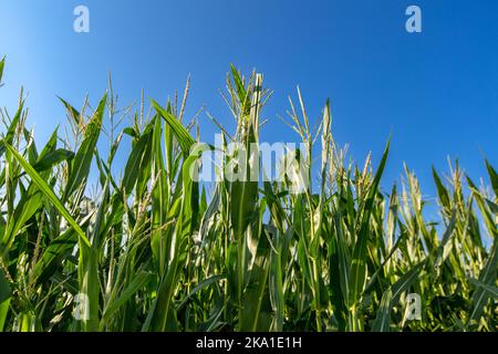 Ripening yellow corn on the cob, maize closeup Stock Photo