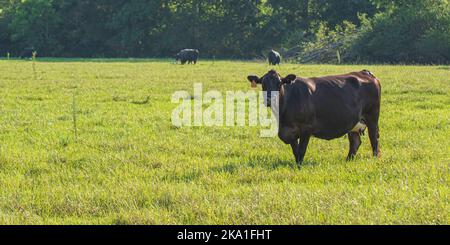 Angus crossbred beef cow in lush summertime pasture during late afternoon in Alabama with negative space. Stock Photo
