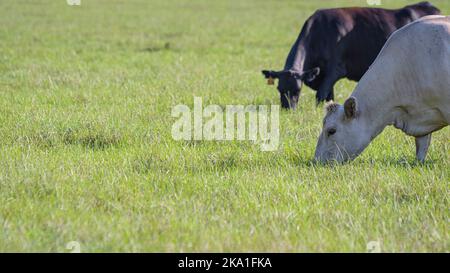 Two commercial beef cows grazing in lush summer bermuda grass with negative space to the left. Stock Photo