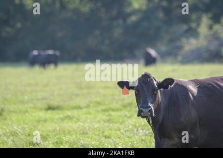 Black Angus crossbred beef cow in the foreground with out-of-focus cattle in the background and negative space. Stock Photo