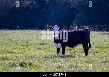 Beautiful black baldy heifer in a lush July pasture in central Alabama blacklit in late afternoon sun. Stock Photo