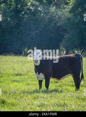 Portrait of a black baldy heifer in a lush July pasture in central Alabama blacklit in late afternoon sun. Stock Photo