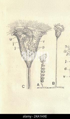 Antique engraved illustration of a bell animalcule. Vintage illustration of Vorticella. Old picture. Book illustration published 1907. Vorticella is a genus of bell-shaped ciliates that have stalks to attach themselves to substrates. The stalks have contractile myonemes, allowing them to pull the cell body against substrates. The formation of the stalk happens after the free-swimming stage. Stock Photo