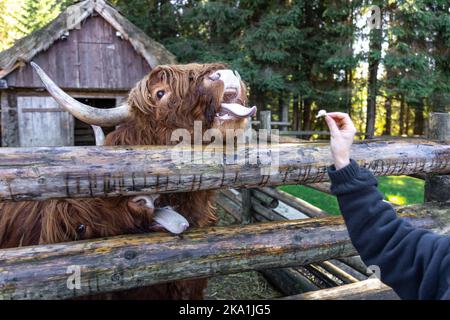 Close-up, a woman is feeding a bull behind a wooden partition. Stock Photo