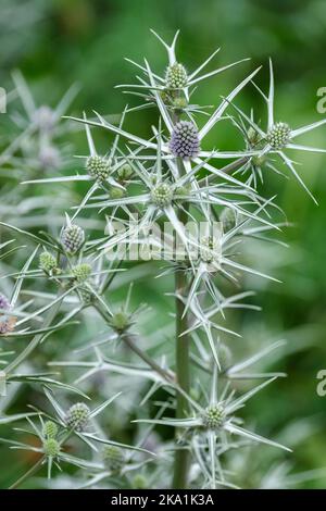 Eryngium variifolium, variable-leaved sea holly, leaves, white veins, silvery-blue flower-heads, spiny silver bracts Stock Photo