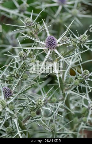 Eryngium variifolium, variable-leaved sea holly, leaves, white veins, silvery-blue flower-heads, spiny silver bracts Stock Photo