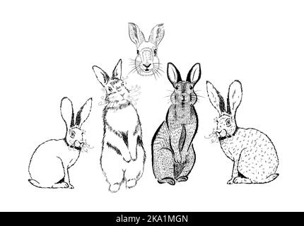 Hare outline by line. Set of hatching rabbits. Vector illustration Stock Vector