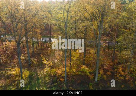 A vast plain covered with a mixed, coniferous deciduous forest. An asphalt road runs in the middle. It is autumn, the leaves are yellow and brown. Stock Photo